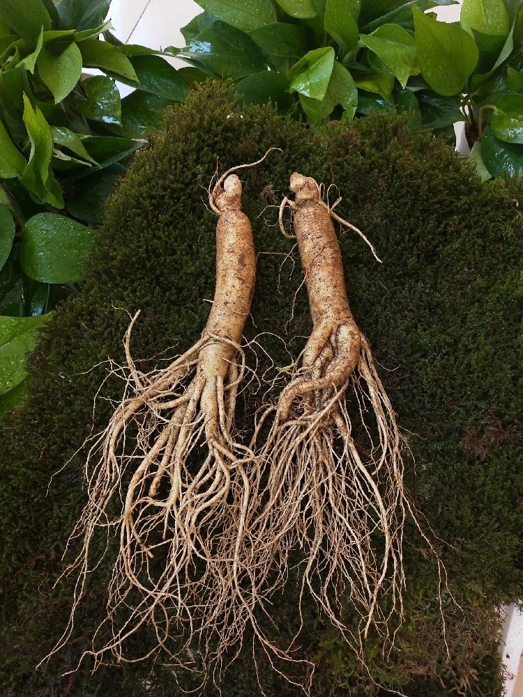 人参 [五加科人参属植物]